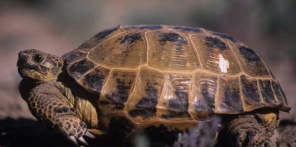 Testudo horsfieldii 
